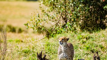 African Safari Diaries – Our Cheetah Safari was loved so much it was booked twice!
