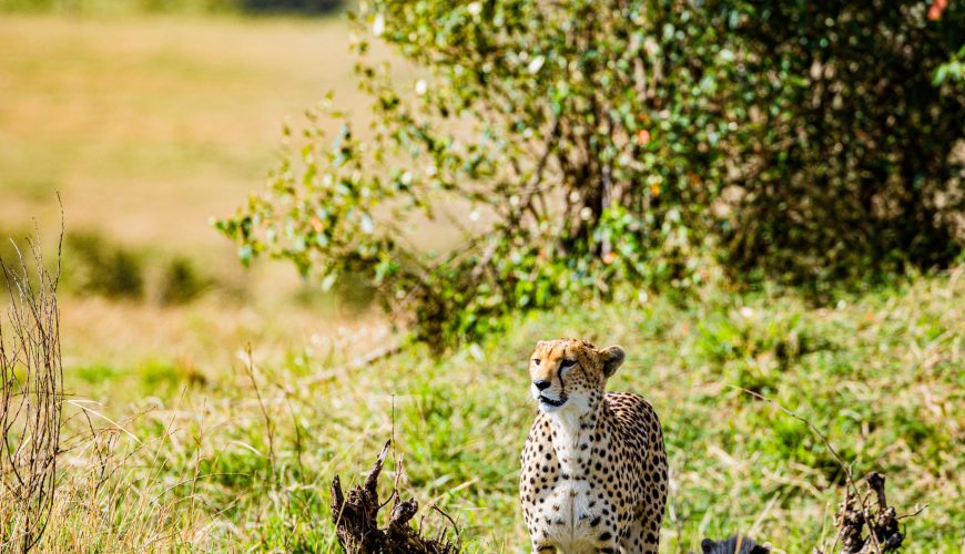 African Safari Diaries – Our Cheetah Safari was loved so much it was booked twice!