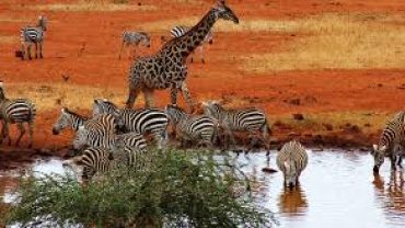 Unparalleled: Dee’s Safari in Kenya