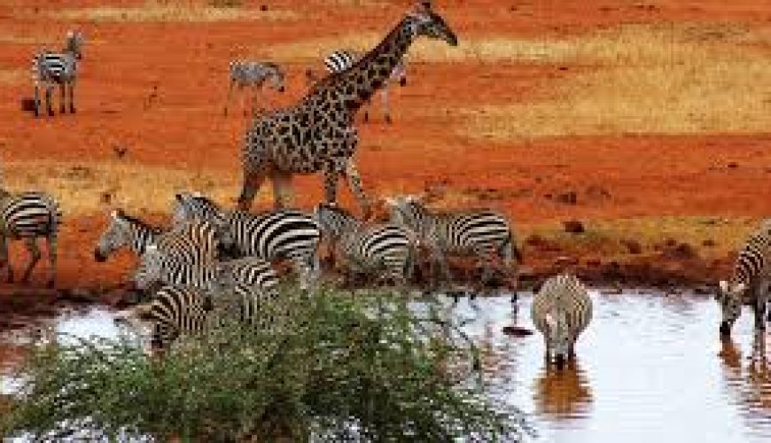 Unparalleled: Dee’s Safari in Kenya