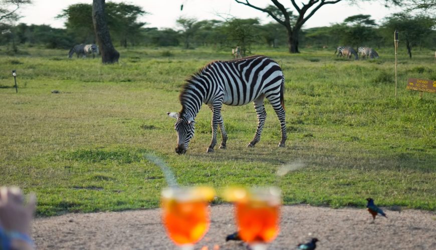 Discovering Tanzania: Insider Safari Tips & Zanzibar Escapes