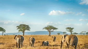 African Safari Diaries: Julie’s Personal Thanks to Somak Luxury Travel