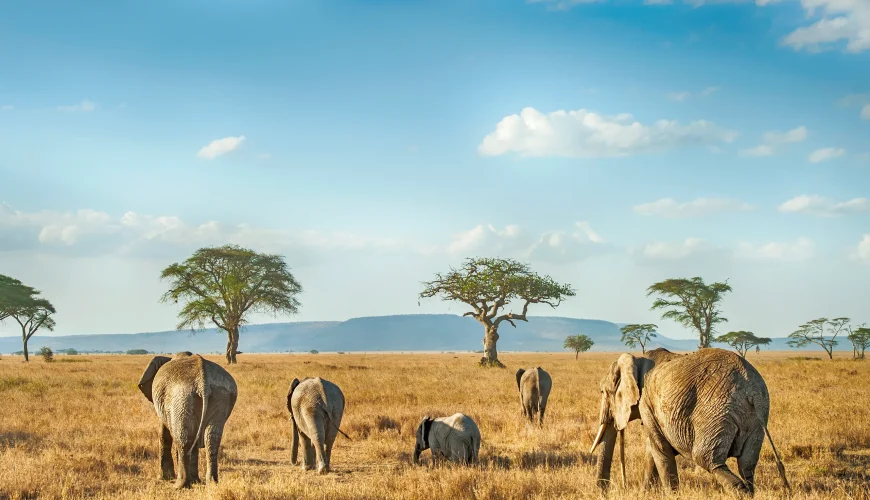 African Safari Diaries: Julie’s Personal Thanks to Somak Luxury Travel
