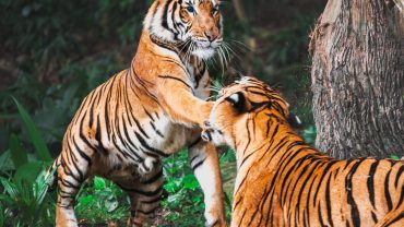Earn Your Stripes This Tiger Day