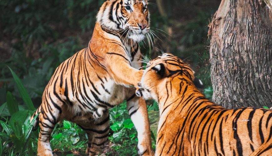 Earn Your Stripes This Tiger Day