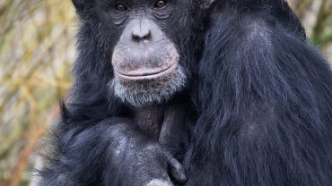 The Complex Lives of Chimpanzees