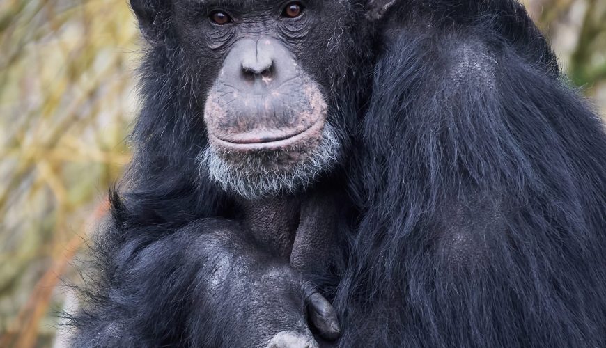 The Complex Lives of Chimpanzees