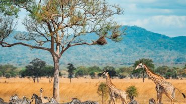 12 Months of Wildlife Experiences in Africa