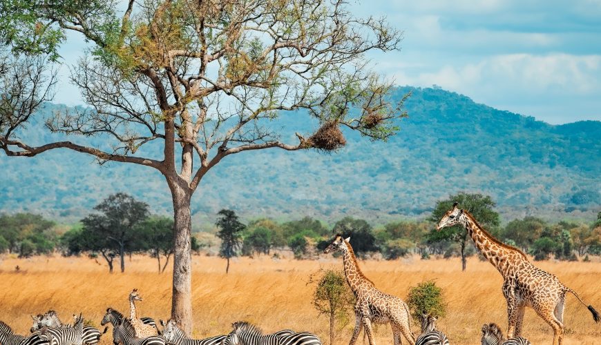 12 Months of Wildlife Experiences in Africa