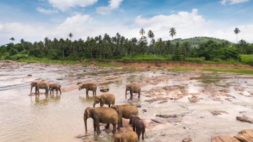 Wildlife Adventures in Sri Lanka: From Leopards to Dolphins