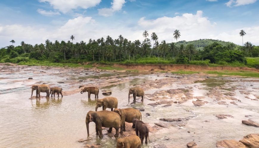 Wildlife Adventures in Sri Lanka: From Leopards to Dolphins