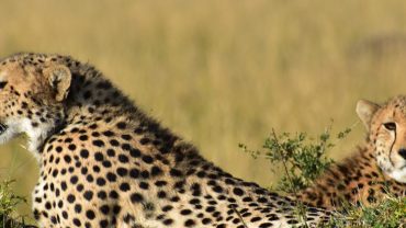African Safari Diaries: A Tale of Adventure & Memories in Kenya