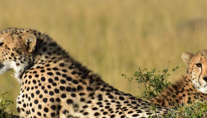 African Safari Diaries: A Tale of Adventure & Memories in Kenya
