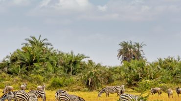 Wild Encounters & Conservation Wonders – Kenya’s Most Meaningful Travel Experiences