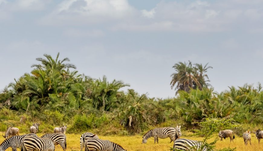 Wild Encounters & Conservation Wonders – Kenya’s Most Meaningful Travel Experiences
