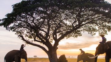 Vanishing Wonders: Endangered Animals in Africa, India & Sri Lanka