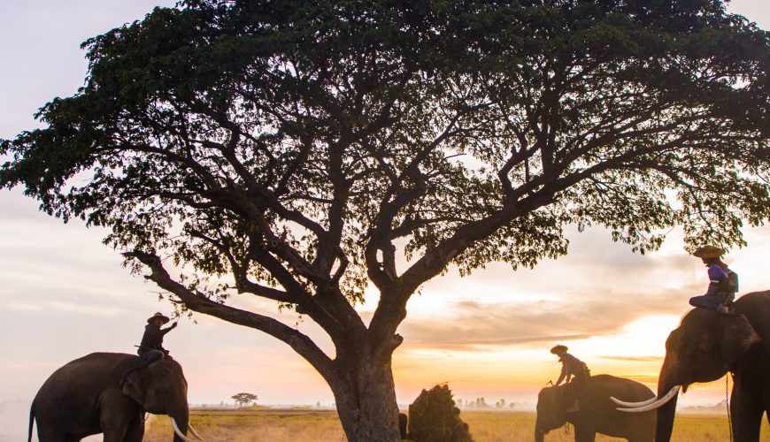 Vanishing Wonders: Endangered Animals in Africa, India & Sri Lanka