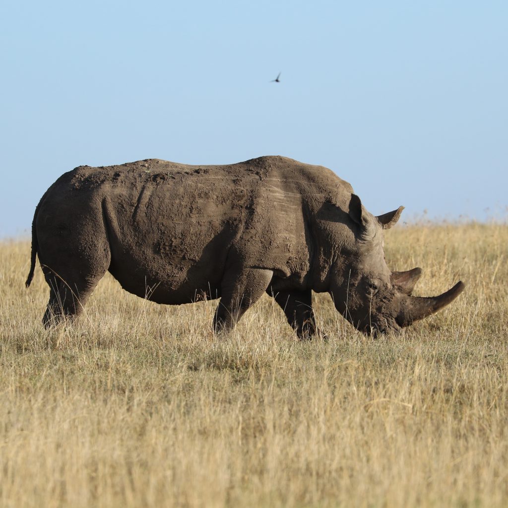 Travel Responsibly:  Explore the World, Protect Our Future