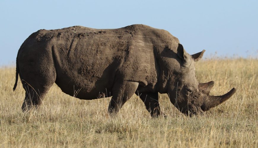 Travel Responsibly:  Explore the World, Protect Our Future
