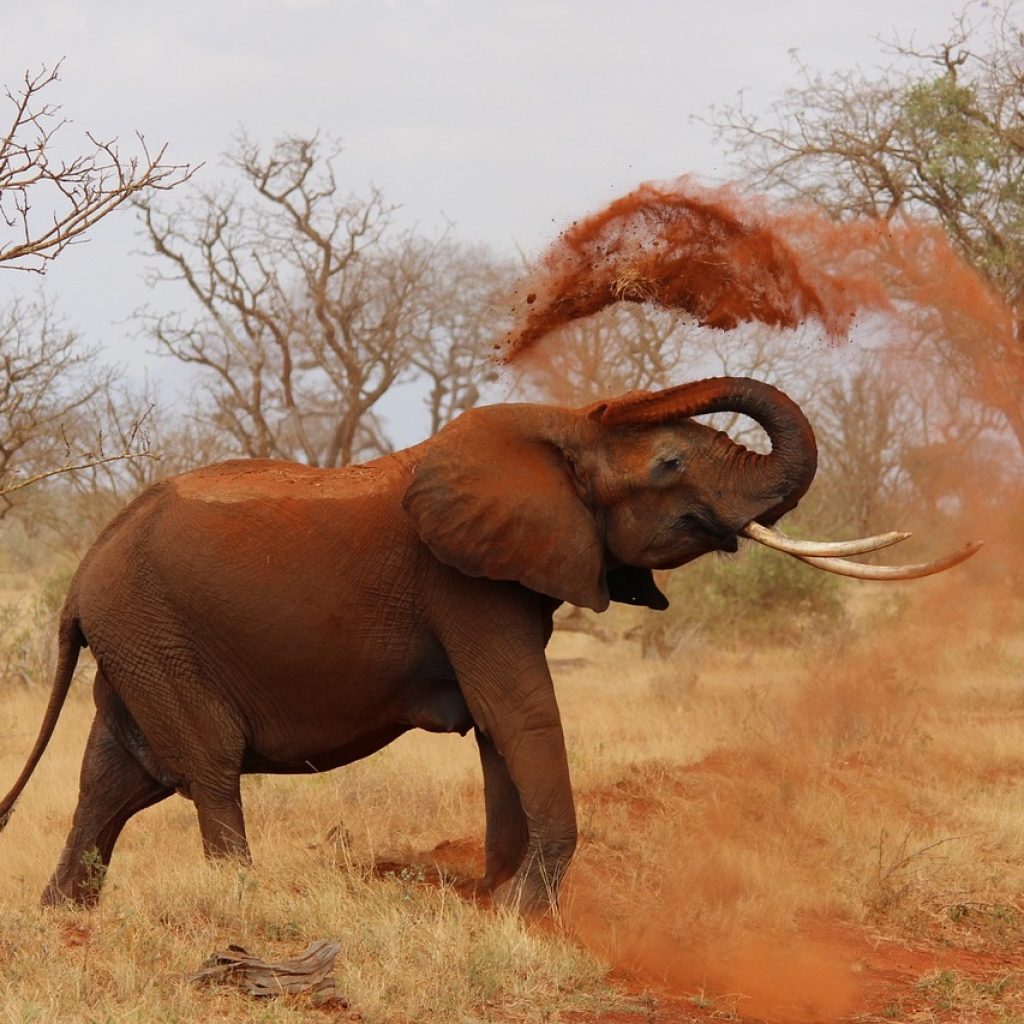 World Elephant Day 2025: Walk with Giants, Protect Their Future