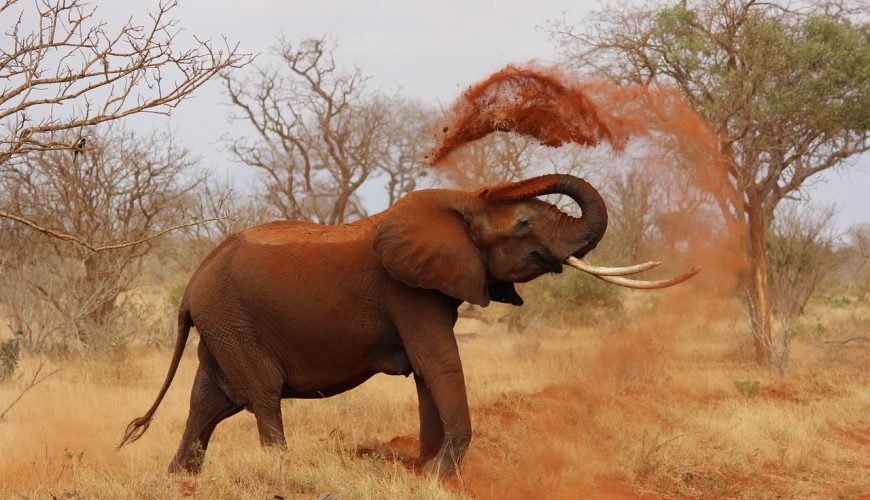 World Elephant Day 2025: Walk with Giants, Protect Their Future