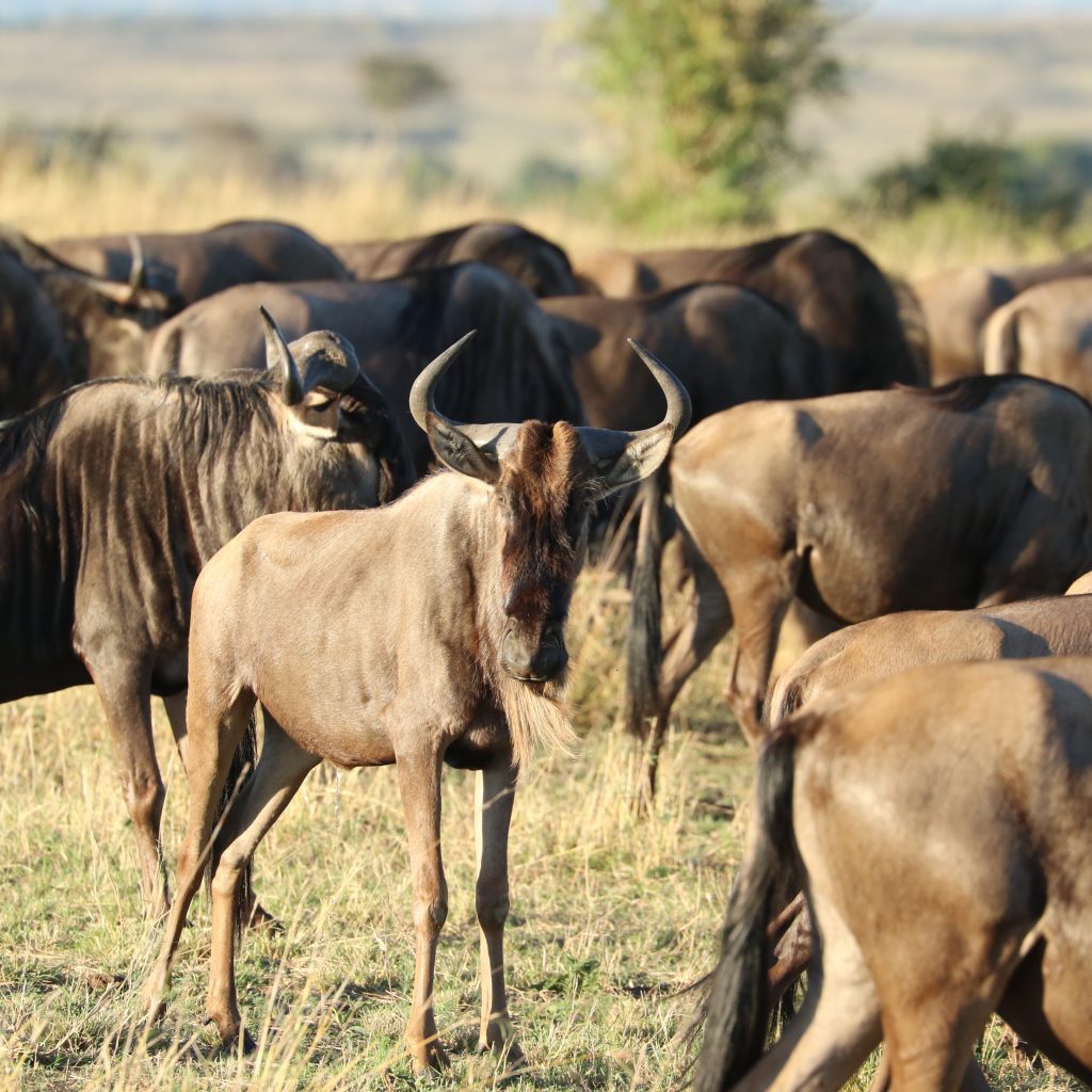 See What You’re Missing! The Migration of a Lifetime Is Happening Now!