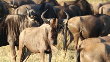 See What You’re Missing! The Migration of a Lifetime Is Happening Now!