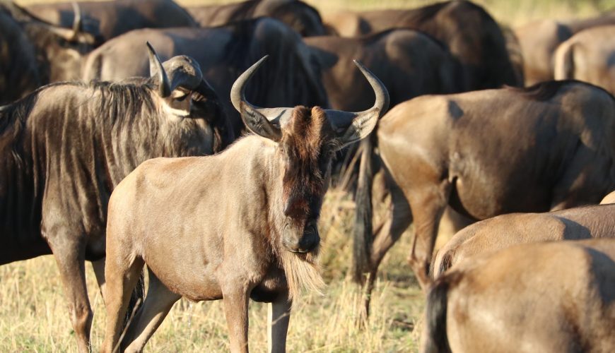 See What You’re Missing! The Migration of a Lifetime Is Happening Now!
