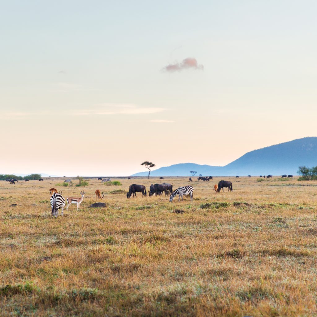 Unveiling Tanzania: From Wild Plains to Island Dreams