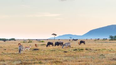 Unveiling Tanzania: From Wild Plains to Island Dreams