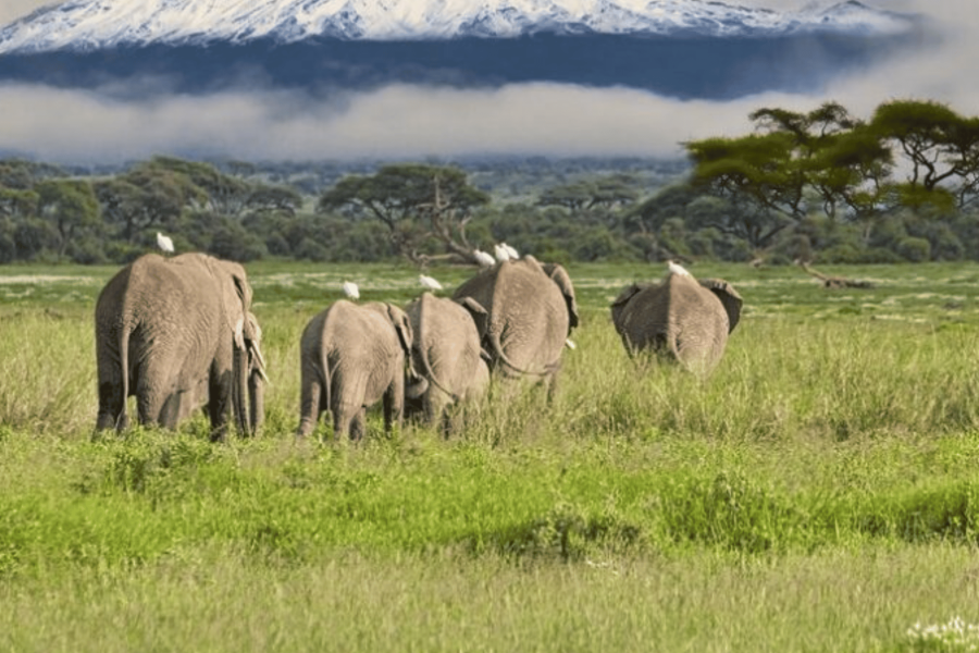 Kenya: Governors’ Flying Safari & Mombasa | 14 Nights: Out of Africa Safari Plus Beach Escape