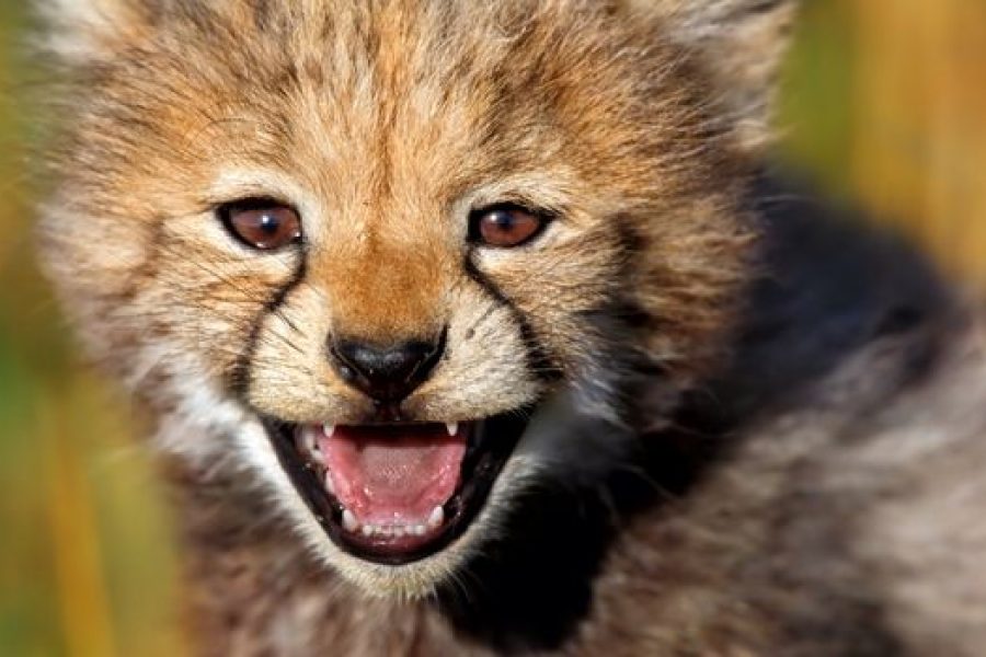 BABY CHEETAH SAFARI