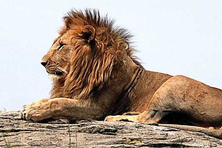 KILI SAFARI