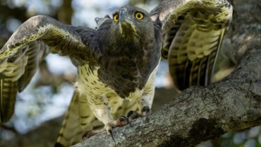 The Kruger National Park Big 6 Birds